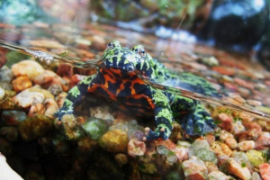 Dalekog istočnog zerlyanka. Održavanje kod kuće